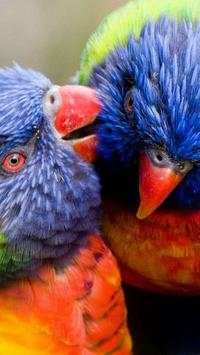 Beautiful Birds Wallpapers3 HD screenshot 3