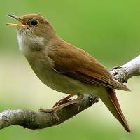 Nightingale Song