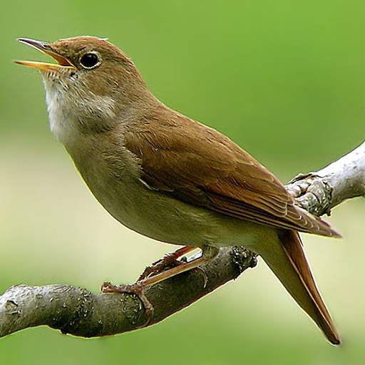 Nightingale Song 1.6