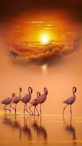 Birds Calls Sounds & Ringtones & Wallpapers screenshot 6