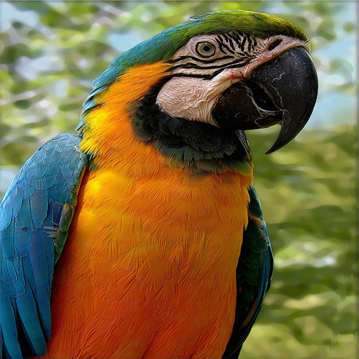 Birds Live Wallpaper FREE icon