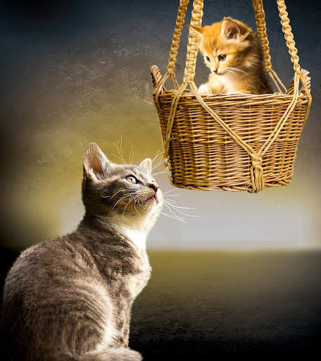 Cat HD Wallpaper 😻😻 screenshot 3