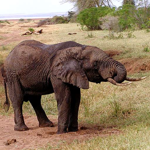 Tanzania Travel Safari Guide 0.5.1301420175