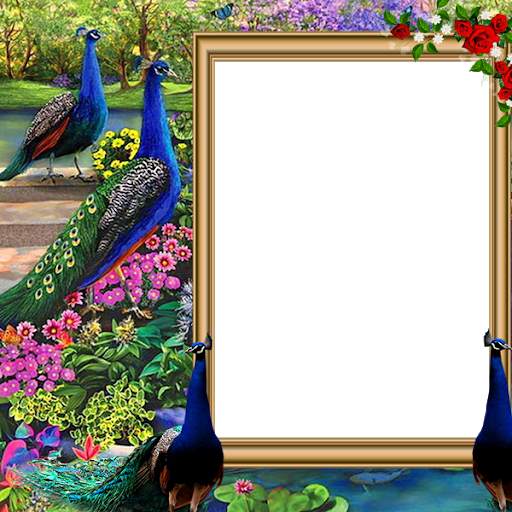 Peacock Insta DP 2 تصوير الشاشة