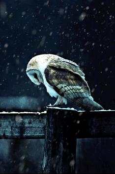 Hedwig Owl Animated Wallpaper 3 تصوير الشاشة