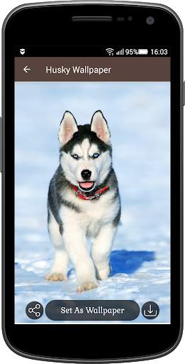 Husky Wallpaper screenshot 5