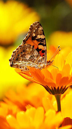 Nature Live Wallpapers | HD 4K screenshot 6