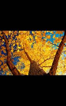 Leaf Fall live wallpaper screenshot 6