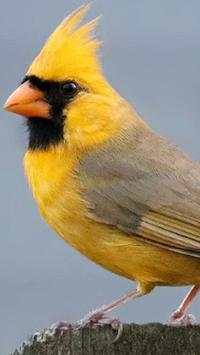 Yellow Bird Wallpapers HD screenshot 10