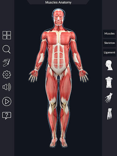 My Muscle Anatomy screenshot 9