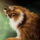 Brown Cat Live Wallpaper 2