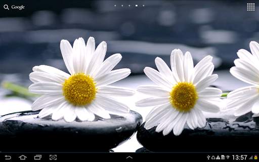 Daisies Flowers Live Wallpaper screenshot 11