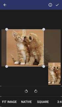 Kittens Wallpapers screenshot 3
