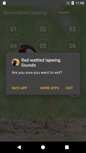 Red-wattled lapwing Bird Sounds screenshot 5