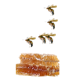 Bee capture child play icon