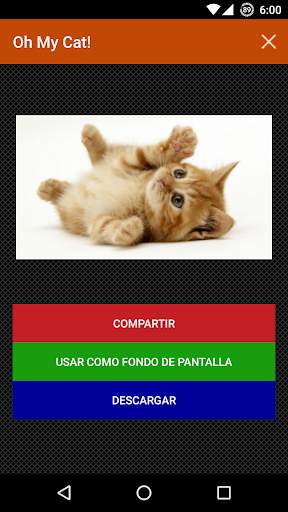 Gatos Fondos y fotos graciosas screenshot 2