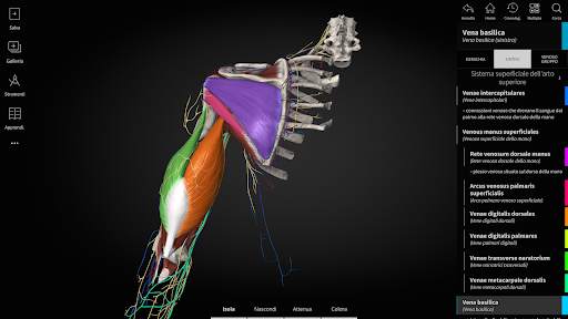 Anatomyka - Anatomia 3D screenshot 11