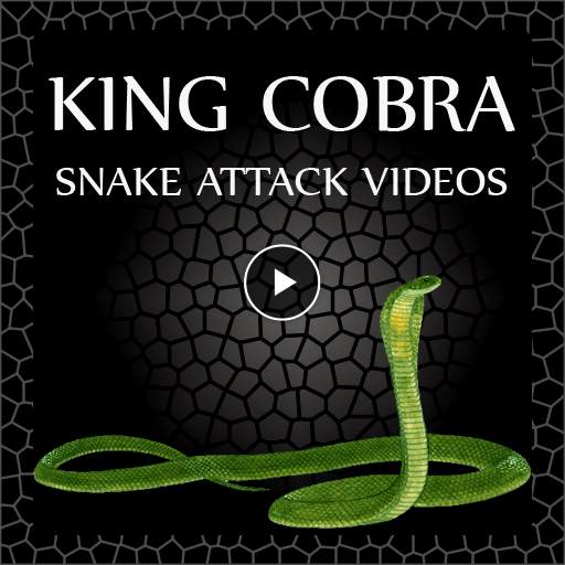 King Cobra Snake - Videos 2.0