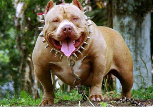 Pitbull HD Wallpaper New 2019 screenshot 7