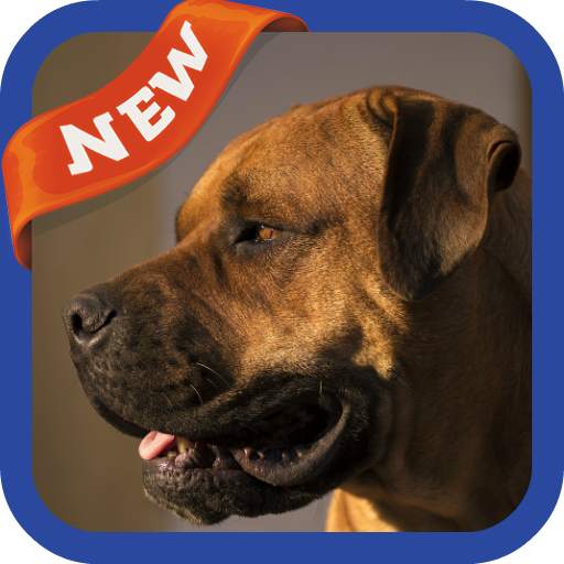 Mastiff Wallpaper 3.0