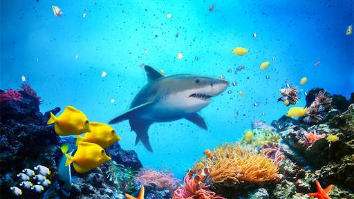 The Shark screenshot 1
