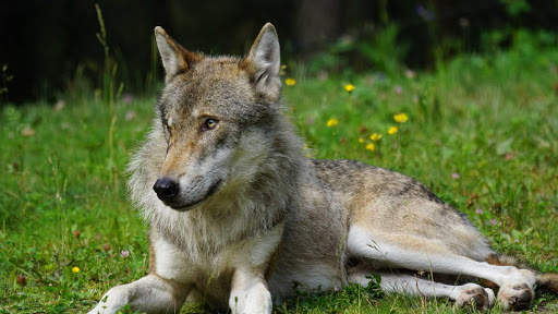 Wolf Wallpapers HD & 4k Backgrounds screenshot 12