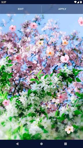 Sakura Flower Live Wallpaper screenshot 4