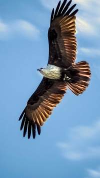 Eagle. Birds Live Wallpapers screenshot 5