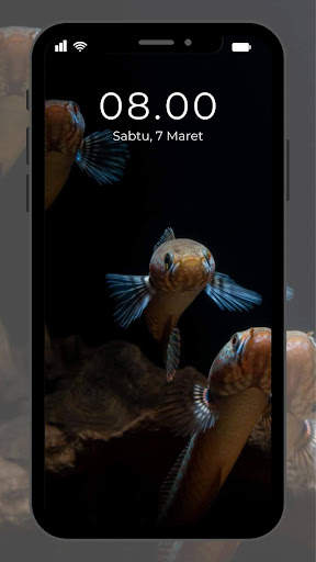Wallpaper Ikan Channa screenshot 8