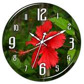 Hibiscus Clock Live Wallpaper