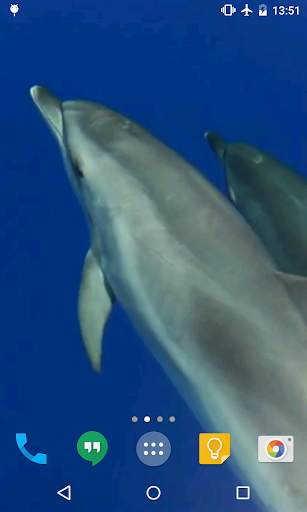 Dolphins Live Wallpaper screenshot 1