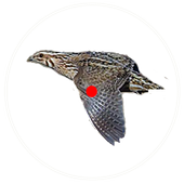 صيد الفري  quail hunt icon