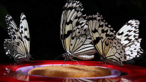 Butterfly Live Wallpaper (backgrounds) screenshot 7