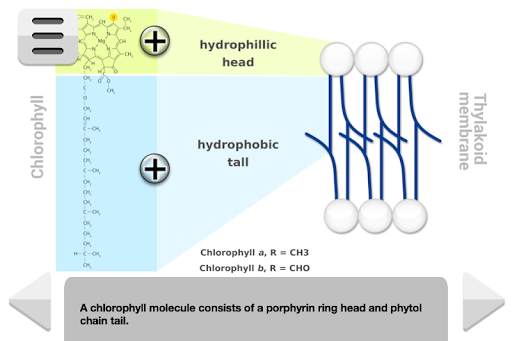 Biology Photosynthesis screenshot 3