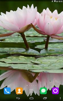Water Lily Live Wallpaper screenshot 1