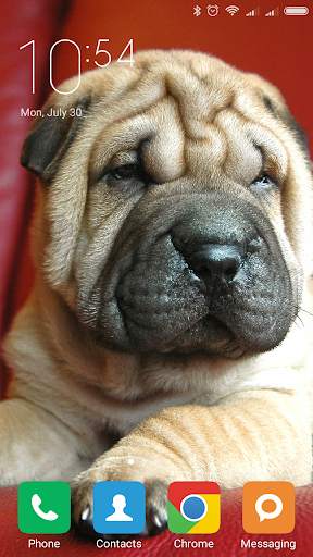 Shar Pei Wallpapers screenshot 3