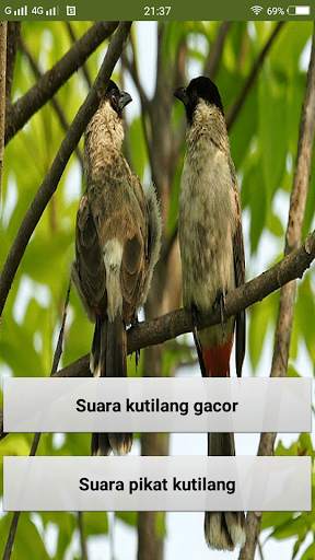 Suara pikat burung kutilang screenshot 1