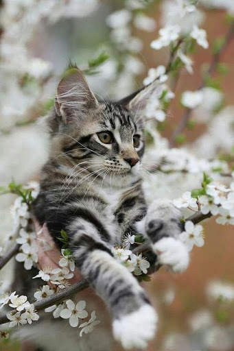 Cat HD Live Wallpaper screenshot 6