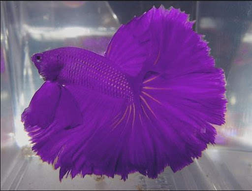 Diy Decorative Fish screenshot 2