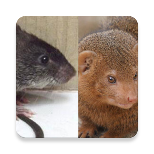 Mongoose và Rat Âm thanh ~ Sclip.app icon