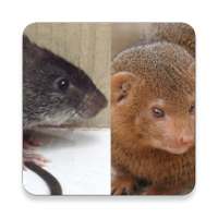 Mongoose và Rat Âm thanh ~ Sclip.app on 9Apps