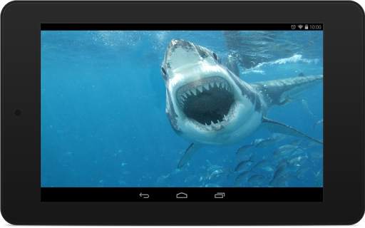 Shark Wallpapers screenshot 6