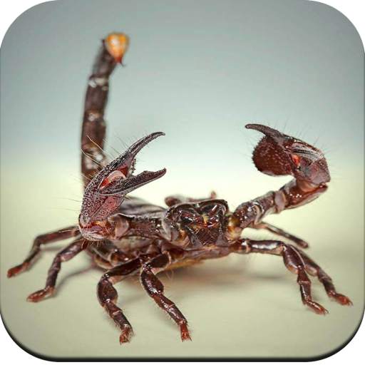 Scorpion Wallpaper 1.07