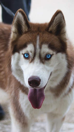 🐕 Husky Wallpapers – Cute Dog Wallpaper screenshot 4