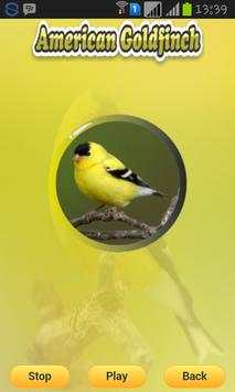 American Goldfinch screenshot 4