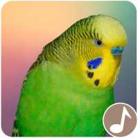 Canto Perico Australiano on 9Apps