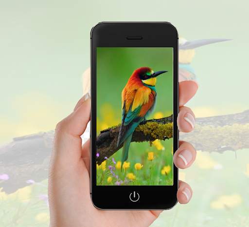 Bird Wallpaper screenshot 1