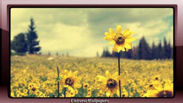 Sunflower Wallpaper screenshot 4