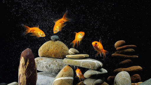 Aquarium Live Wallpaper (Wallpapers & Backgrounds) screenshot 11