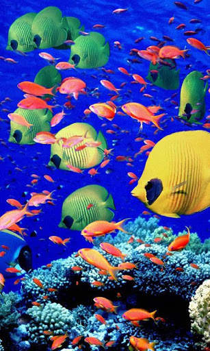 Aquarium Live Wallpapers screenshot 4
